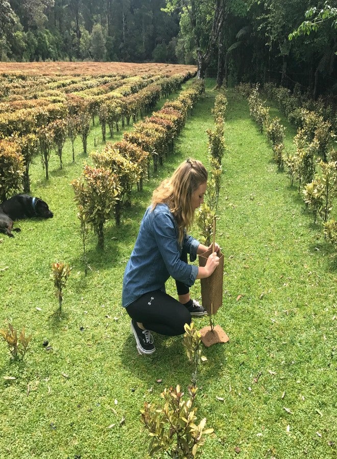 كولوريكس كولوركس للعناية بالأمعاء وتوازن الكانديدا (علاج متقدم للكانديدا) 60 قرصًا - Image 3